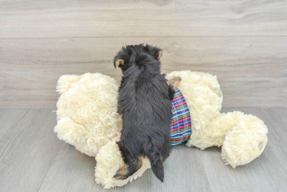 Playful Yorkie Designer Puppy