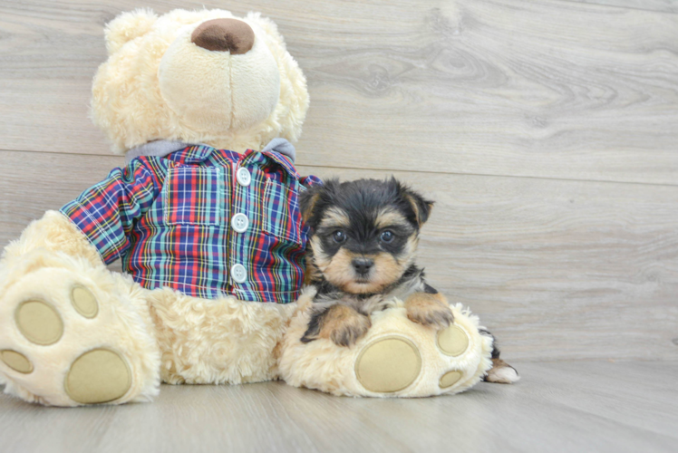 Small Morkie Baby