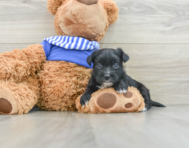 5 week old Morkie Puppy For Sale - Simply Southern Pups