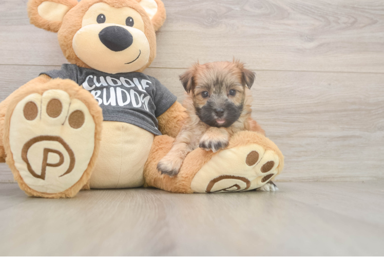Morkie Puppy for Adoption