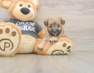 8 week old Morkie Puppy For Sale - Simply Southern Pups