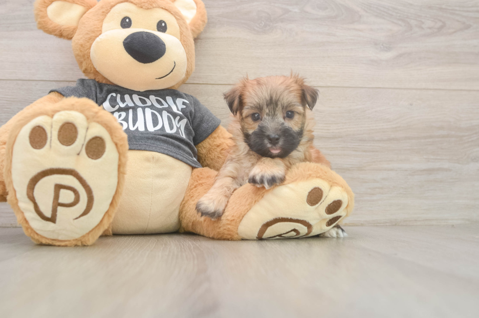 6 week old Morkie Puppy For Sale - Simply Southern Pups