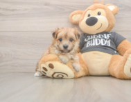 8 week old Morkie Puppy For Sale - Simply Southern Pups