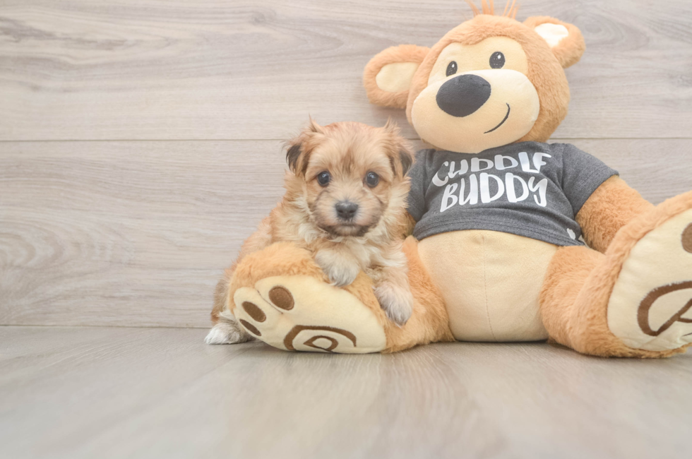 6 week old Morkie Puppy For Sale - Simply Southern Pups