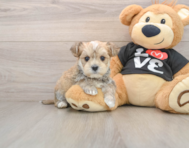 6 week old Morkie Puppy For Sale - Simply Southern Pups