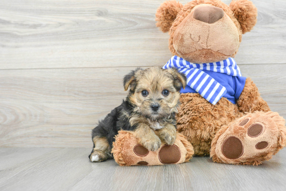 Cute Morkie Baby