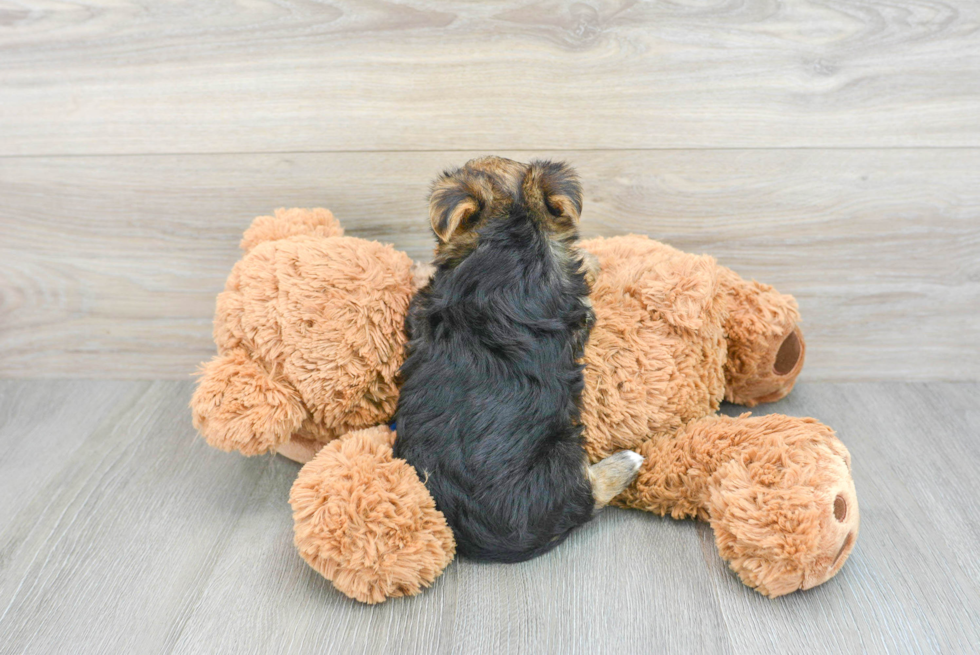 Best Morkie Baby