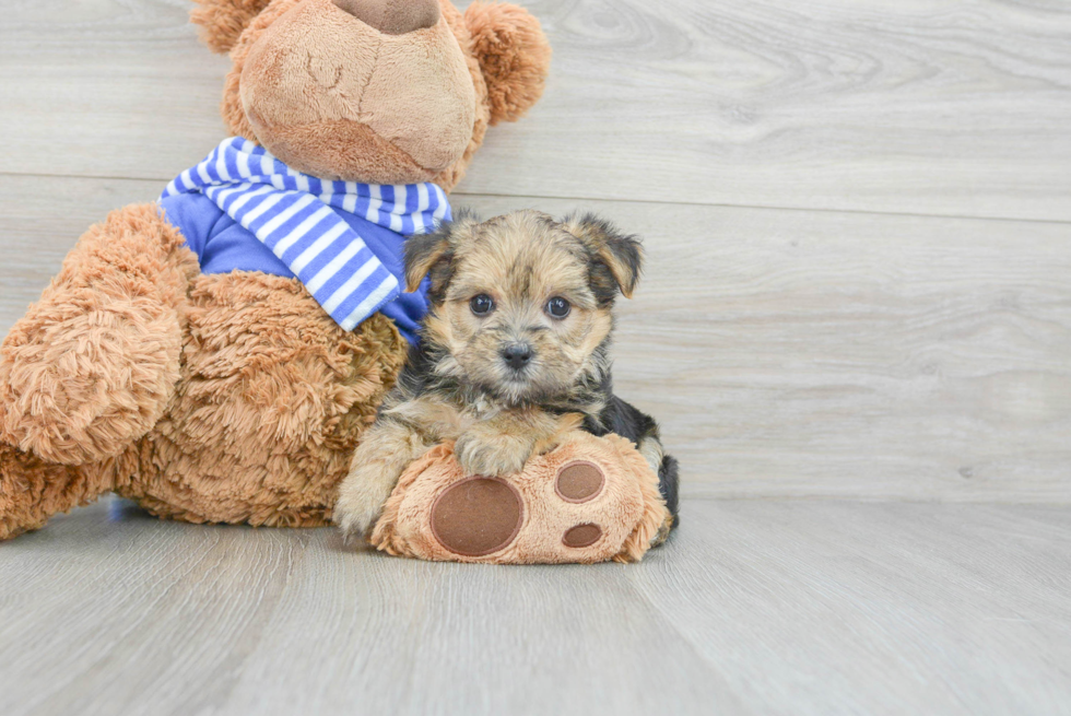 Best Morkie Baby