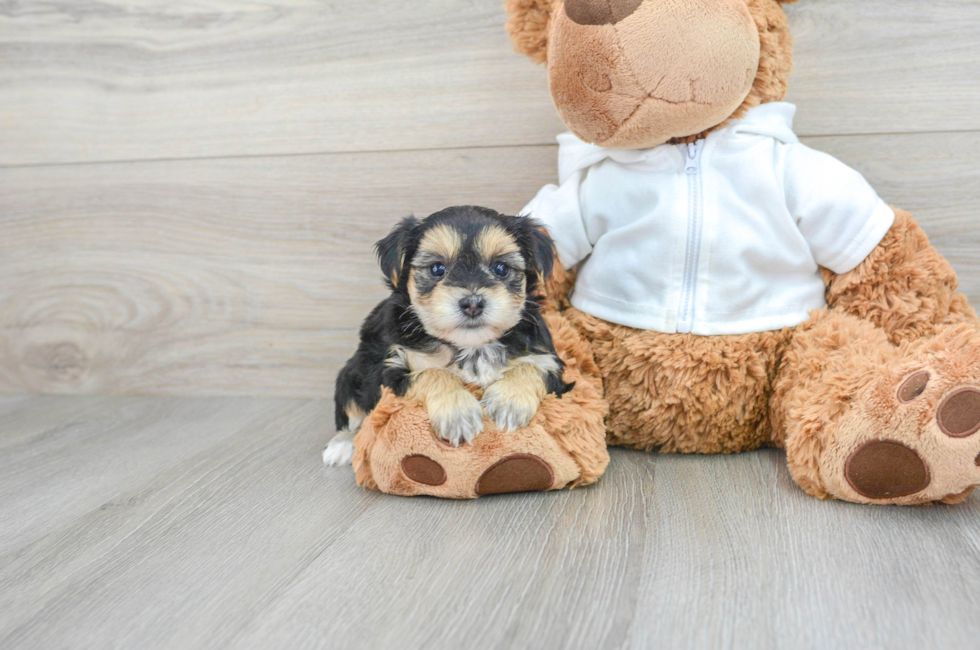 6 week old Morkie Puppy For Sale - Simply Southern Pups