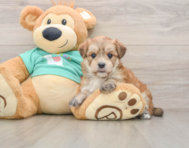 6 week old Morkie Puppy For Sale - Simply Southern Pups