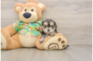 Morkie Puppy for Adoption