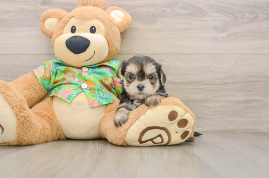 Morkie Puppy for Adoption