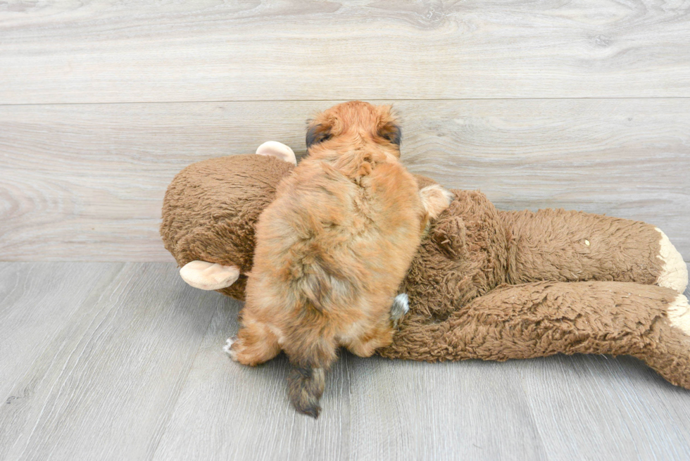 Best Morkie Baby