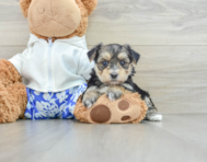 6 week old Morkie Puppy For Sale - Simply Southern Pups