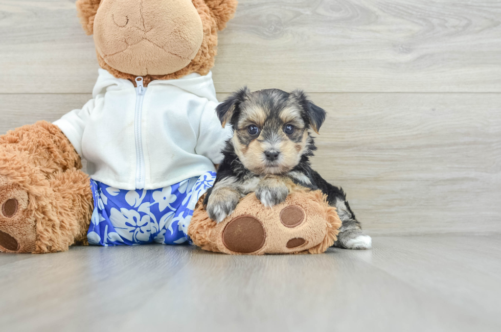 8 week old Morkie Puppy For Sale - Simply Southern Pups