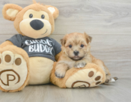 5 week old Morkie Puppy For Sale - Simply Southern Pups