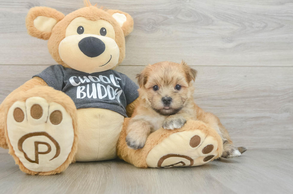 5 week old Morkie Puppy For Sale - Simply Southern Pups