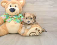 6 week old Morkie Puppy For Sale - Simply Southern Pups