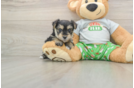 Best Morkie Baby