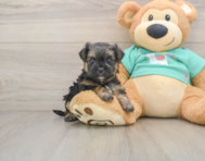 5 week old Morkie Puppy For Sale - Simply Southern Pups