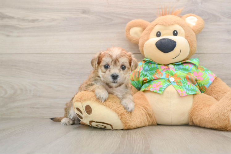 Happy Morkie Baby