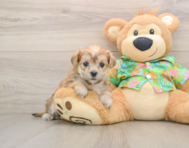 5 week old Morkie Puppy For Sale - Simply Southern Pups
