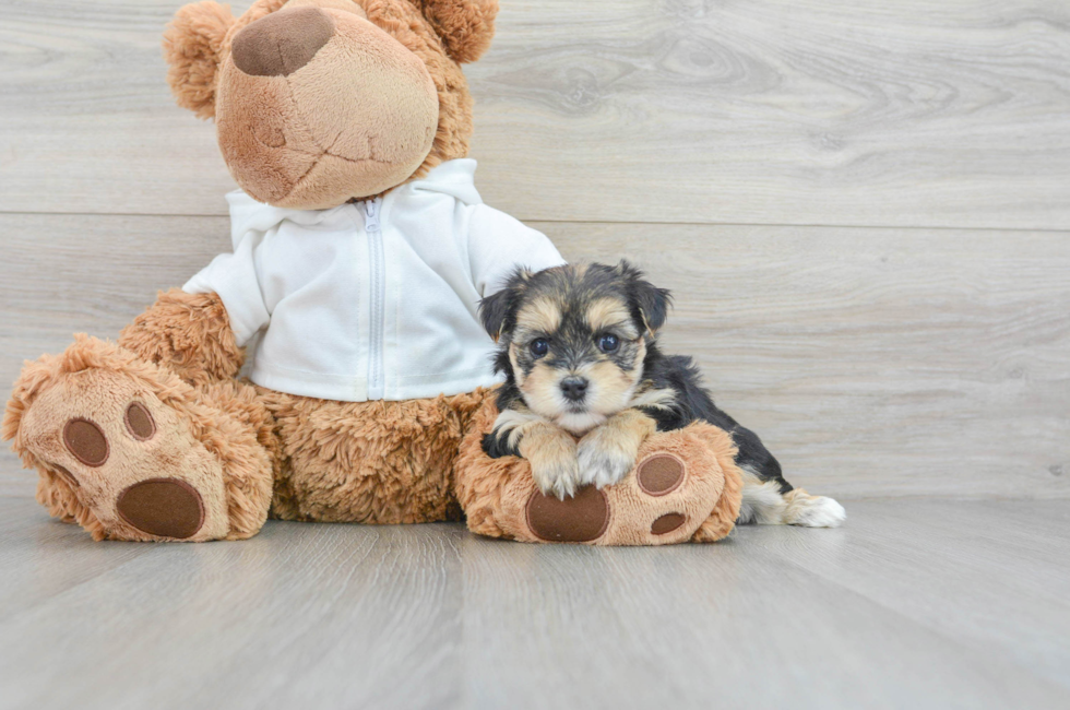 6 week old Morkie Puppy For Sale - Simply Southern Pups