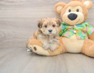 6 week old Morkie Puppy For Sale - Simply Southern Pups