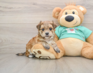 7 week old Morkie Puppy For Sale - Simply Southern Pups