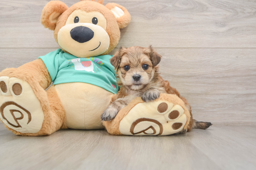 Morkie Pup Being Cute