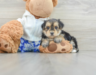 6 week old Morkie Puppy For Sale - Simply Southern Pups