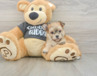 5 week old Morkie Puppy For Sale - Simply Southern Pups