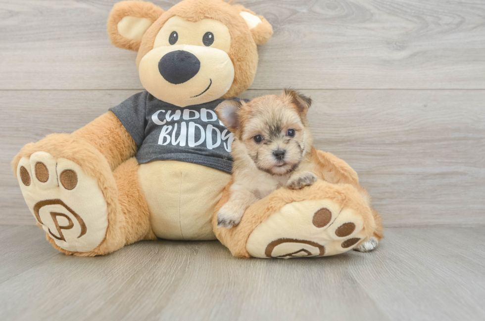 5 week old Morkie Puppy For Sale - Simply Southern Pups