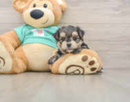 6 week old Morkie Puppy For Sale - Simply Southern Pups
