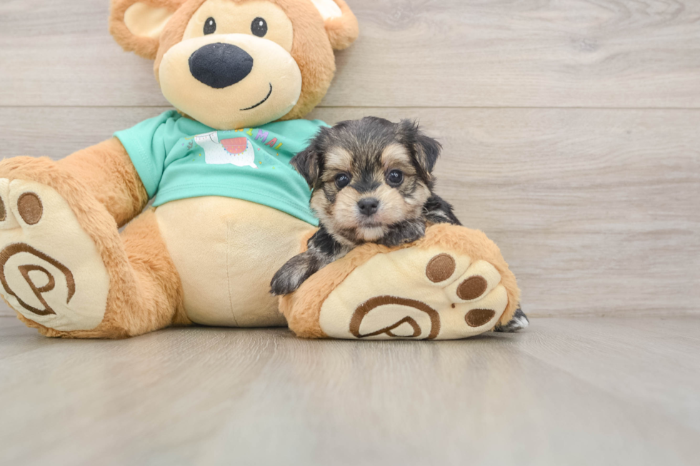Little Malki Designer Puppy