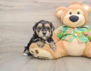 5 week old Morkie Puppy For Sale - Simply Southern Pups