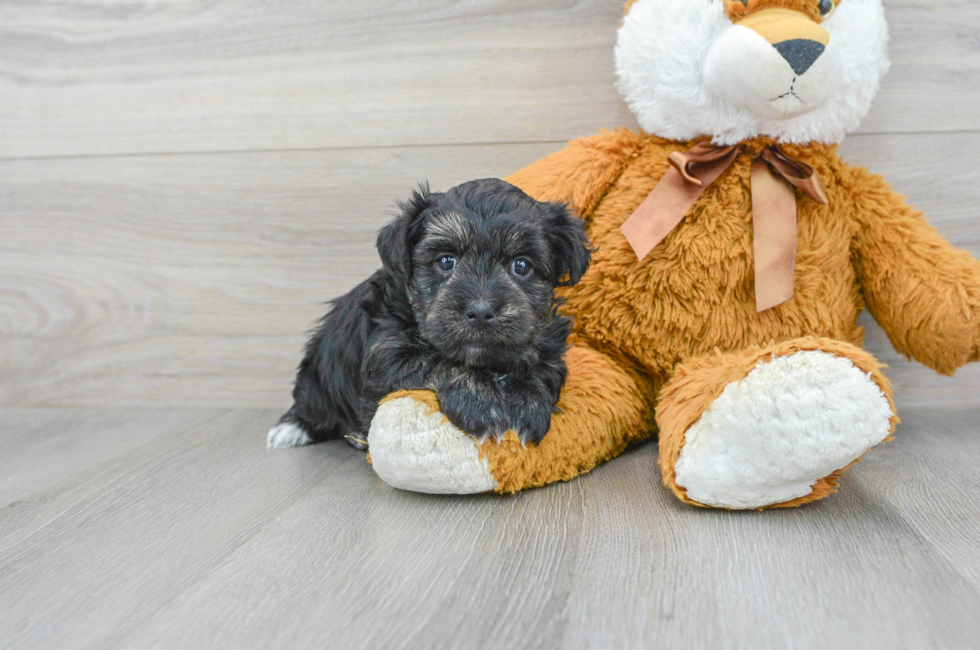 7 week old Morkie Puppy For Sale - Simply Southern Pups