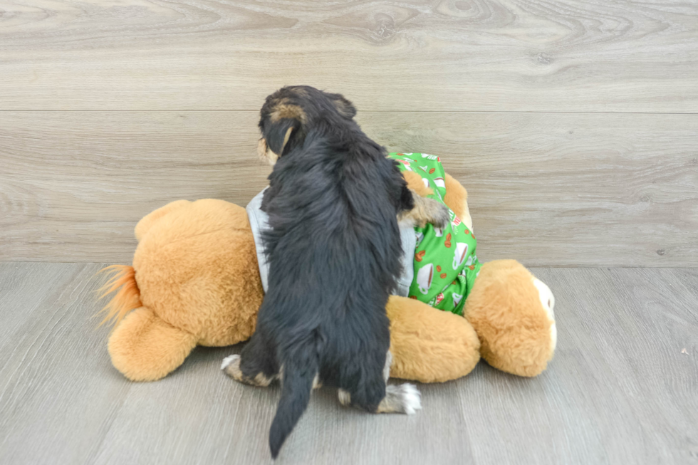 Morkie Pup Being Cute