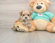 6 week old Morkie Puppy For Sale - Simply Southern Pups