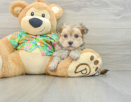 7 week old Morkie Puppy For Sale - Simply Southern Pups