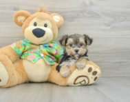 7 week old Morkie Puppy For Sale - Simply Southern Pups