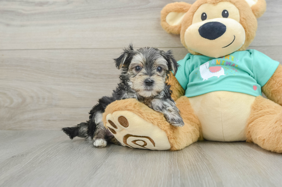 7 week old Morkie Puppy For Sale - Simply Southern Pups