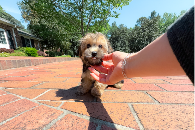Cute Yorkiemalt Designer Puppy