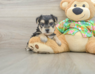 7 week old Morkie Puppy For Sale - Simply Southern Pups