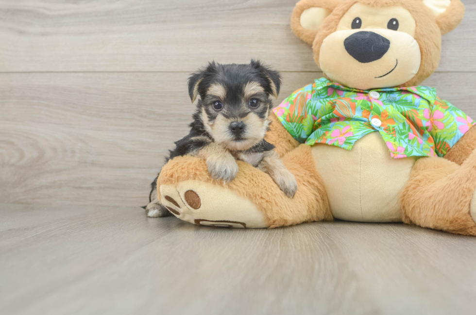 5 week old Morkie Puppy For Sale - Simply Southern Pups