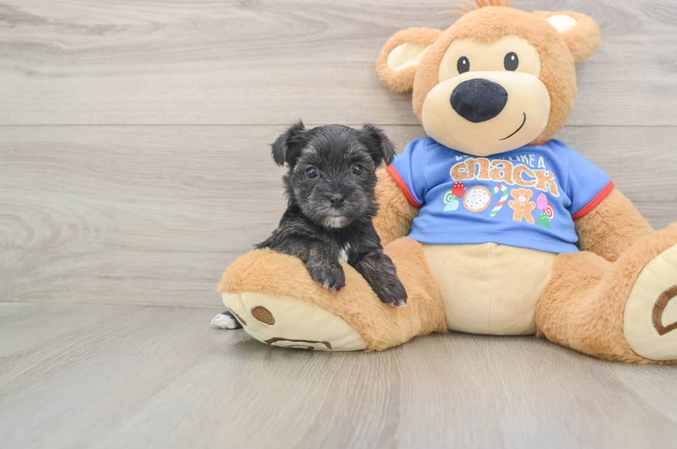 5 week old Morkie Puppy For Sale - Simply Southern Pups