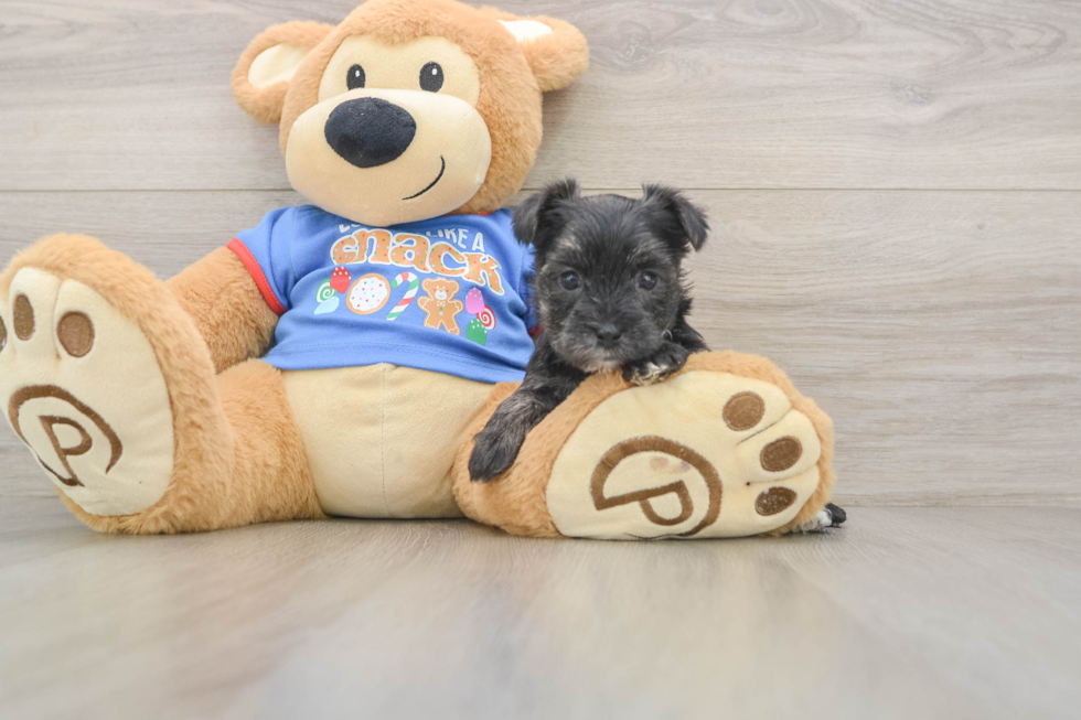 Fluffy Morkie Designer Pup