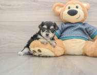 8 week old Morkie Puppy For Sale - Simply Southern Pups