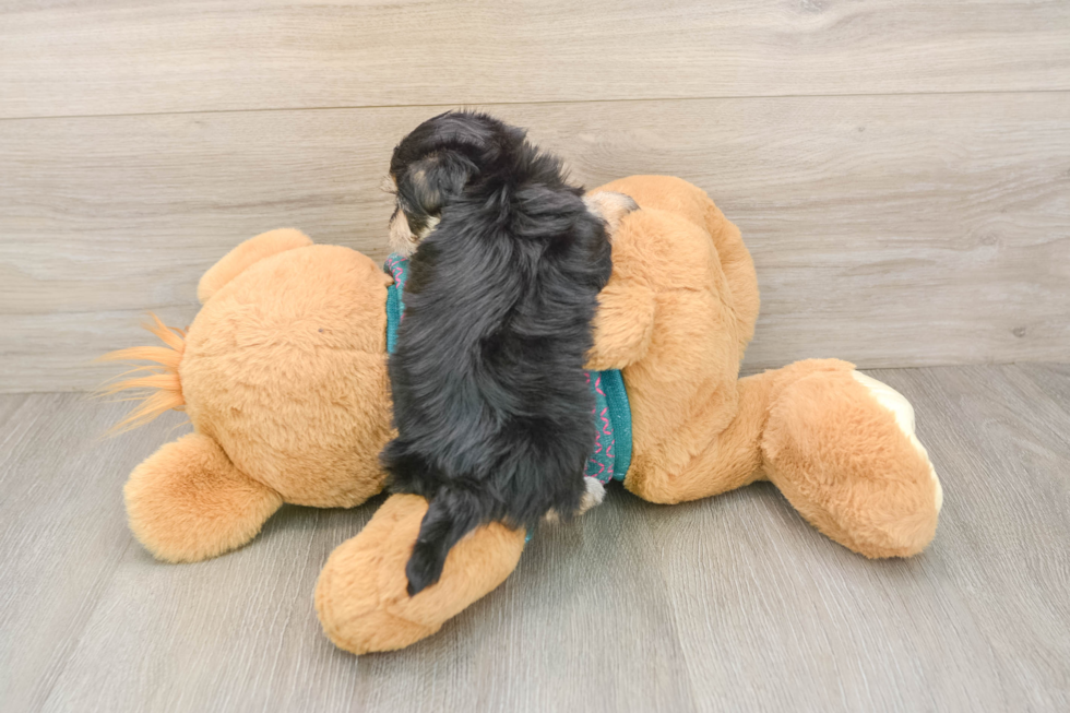 Energetic Maltese Yorkie Mix Designer Puppy