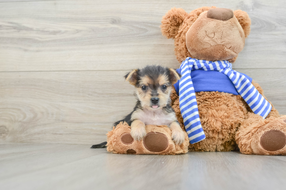 Morkie Pup Being Cute